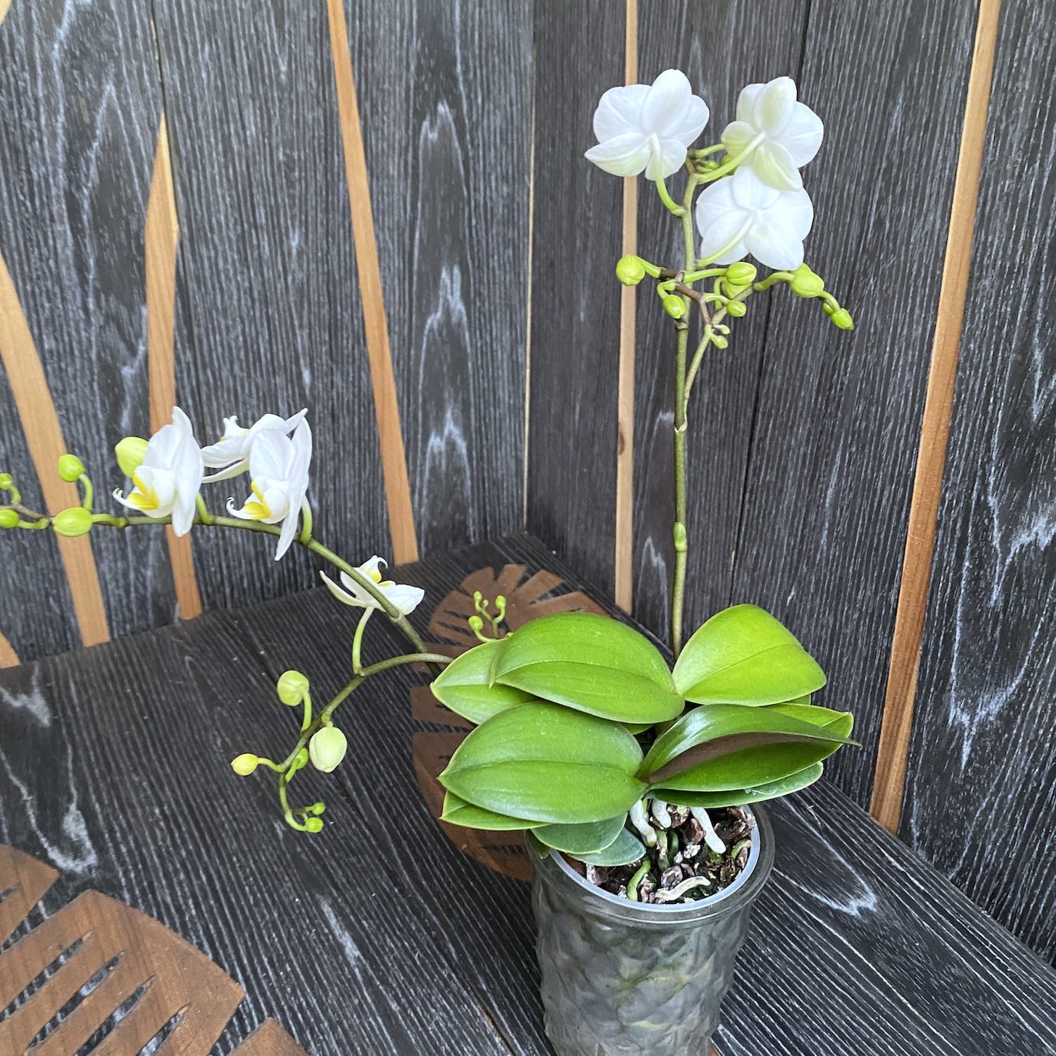 Phalaenopsis Jungle Folk