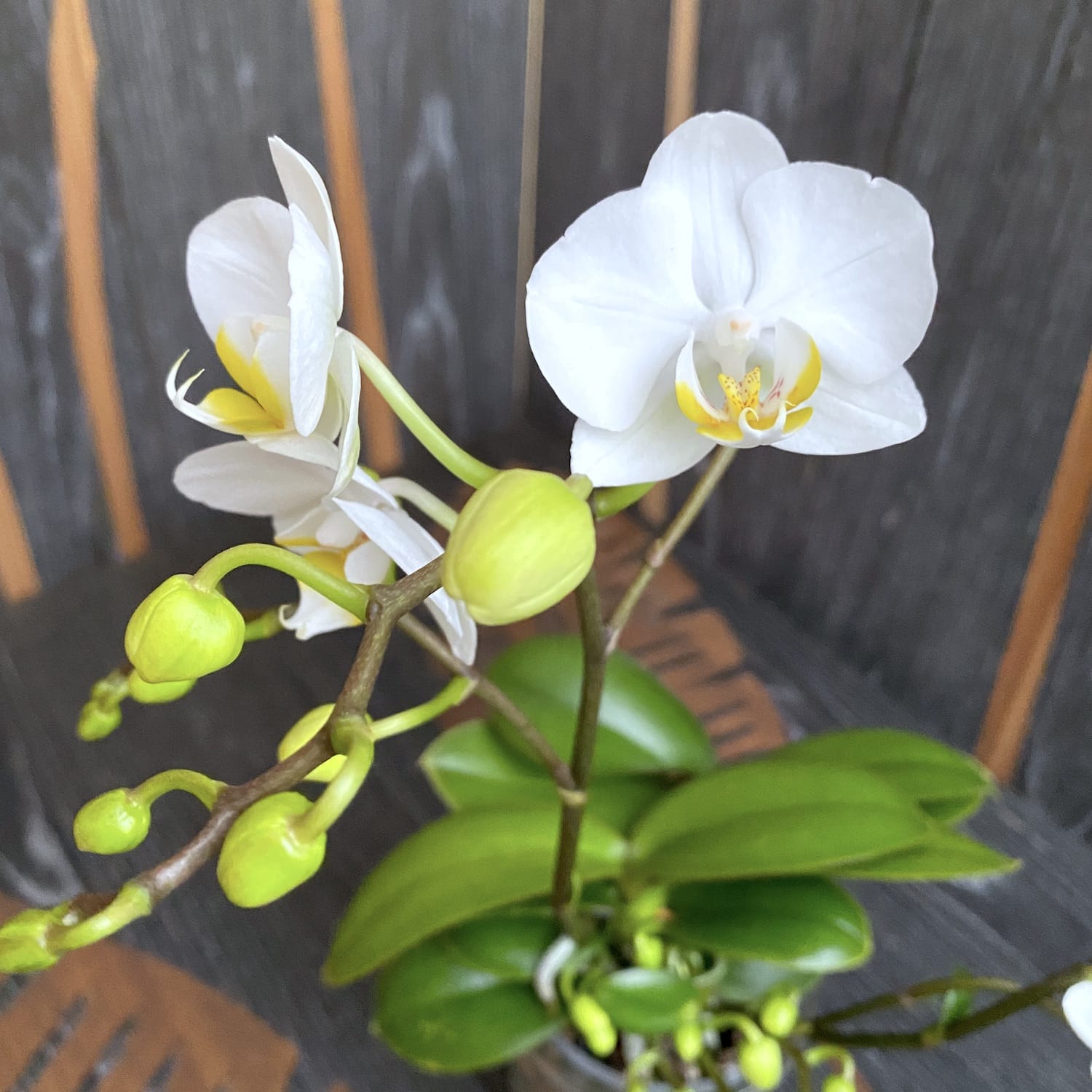 Phalaenopsis Jungle Folk