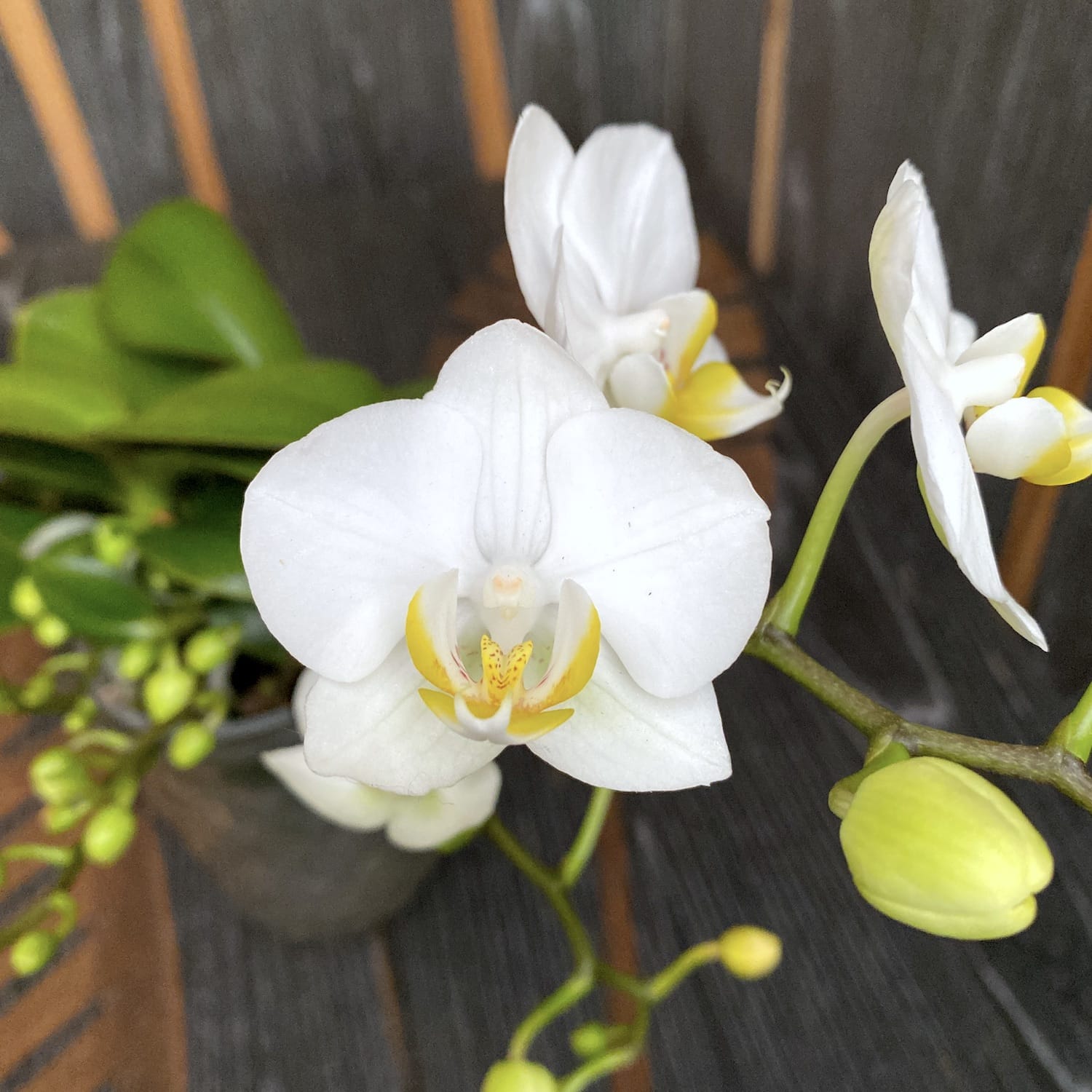 Phalaenopsis Jungle Folk