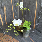 Phalaenopsis Jungle Folk