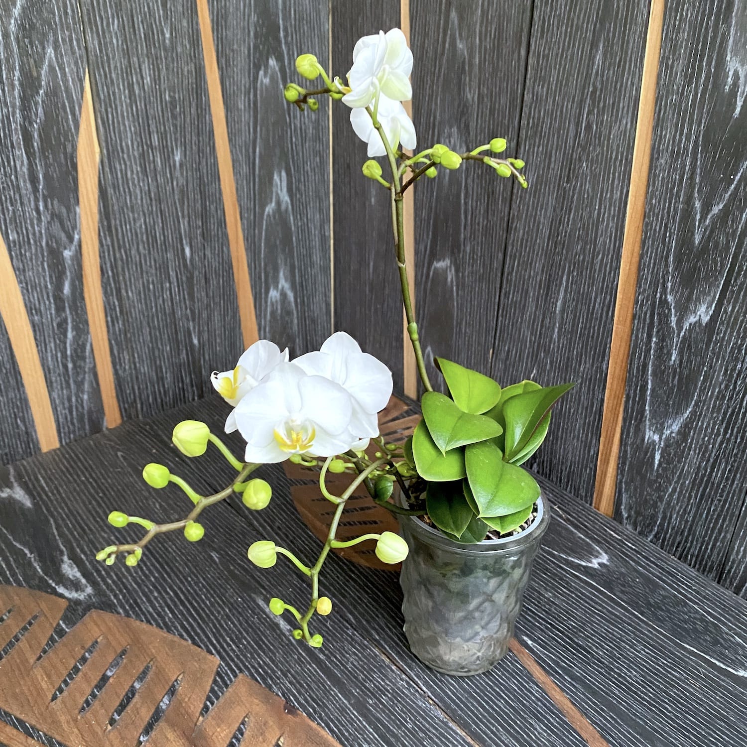 Phalaenopsis Jungle Folk