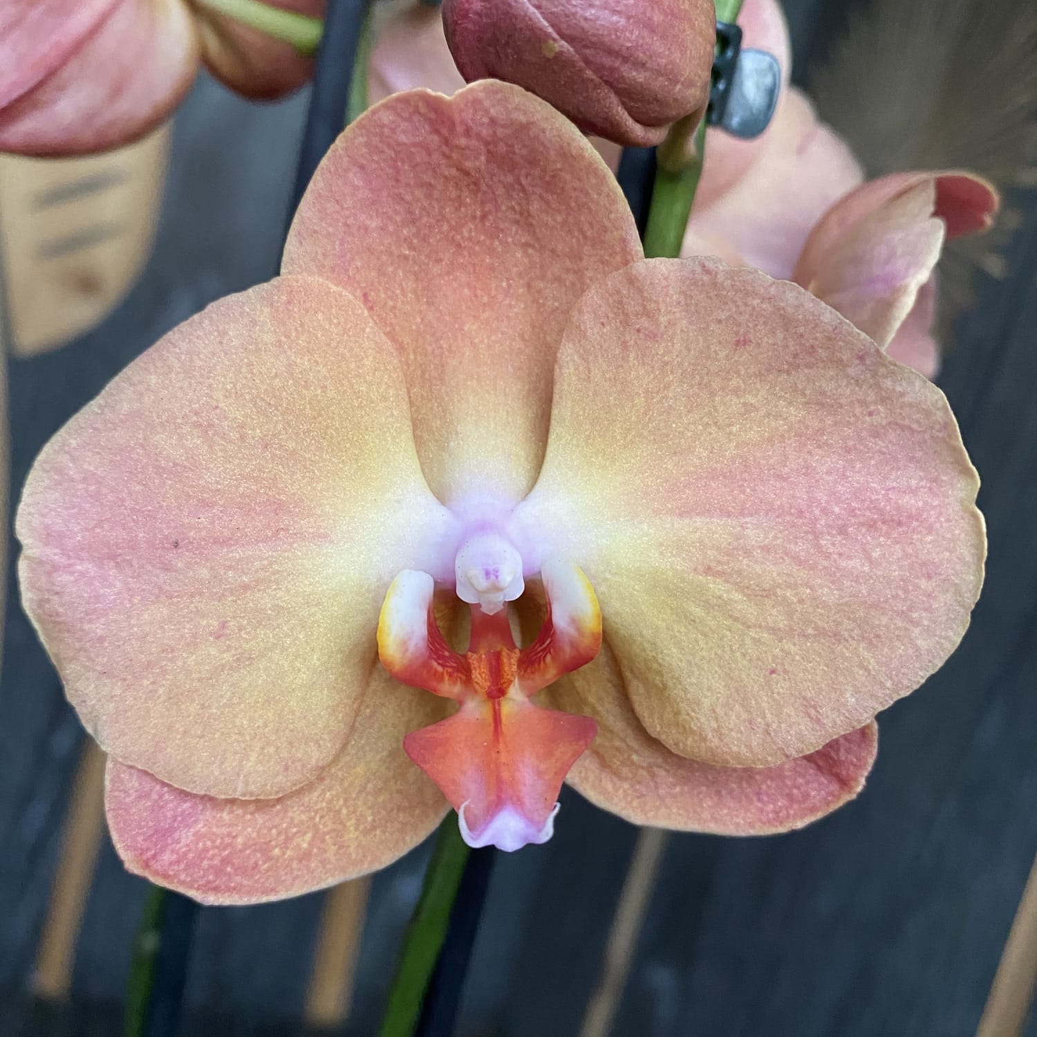Phalaenopsis Jurojin