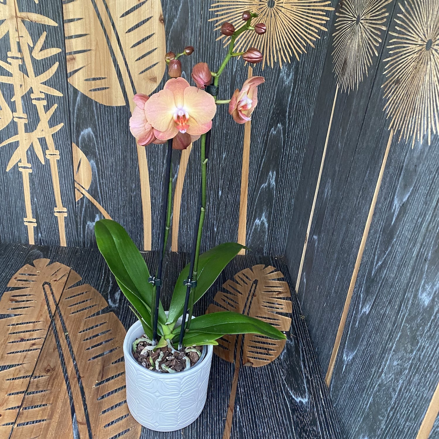 Phalaenopsis Jurojin