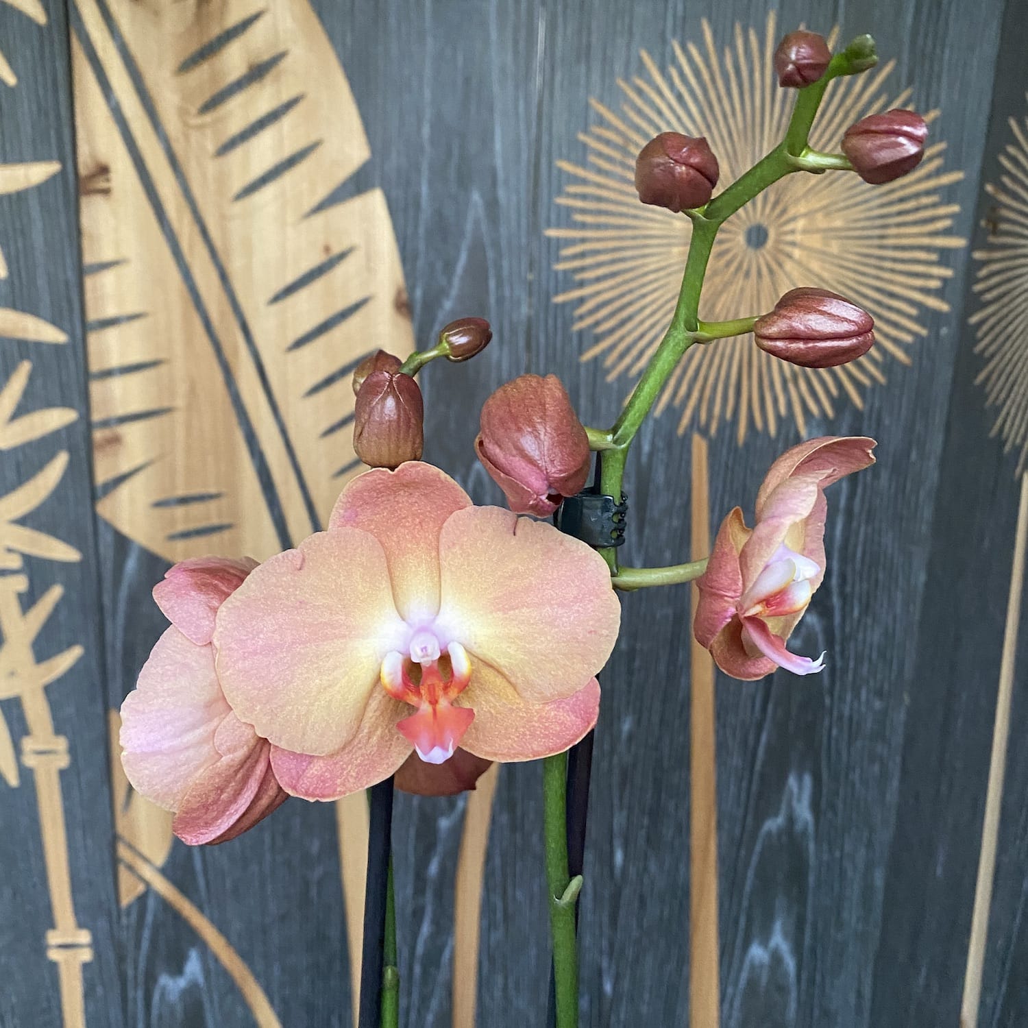 Phalaenopsis Jurojin