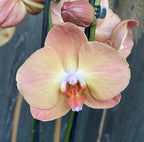 Phalaenopsis Jurojin