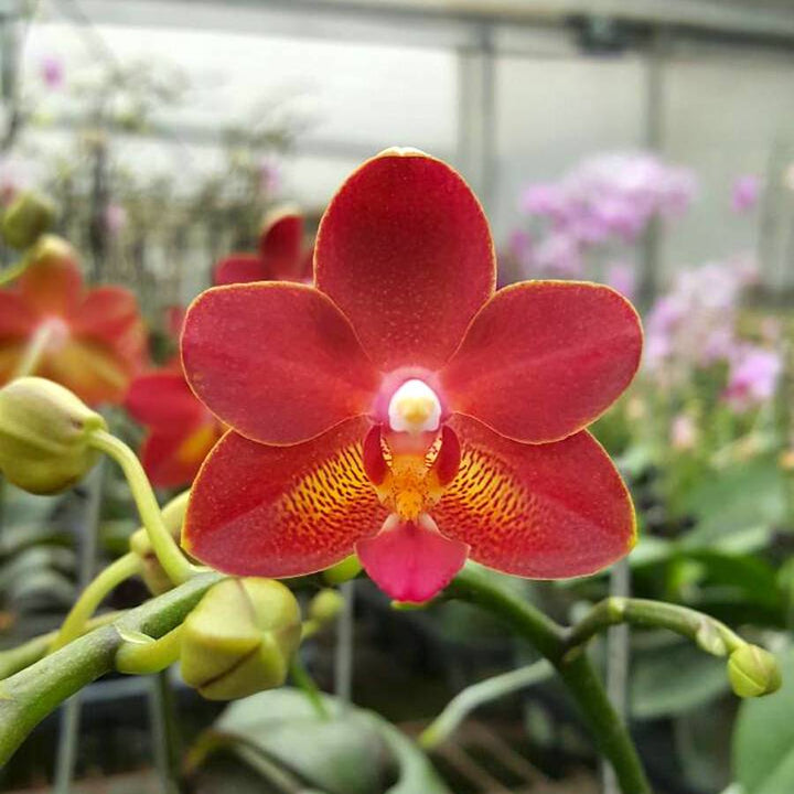 Phalaenopsis KS Balm