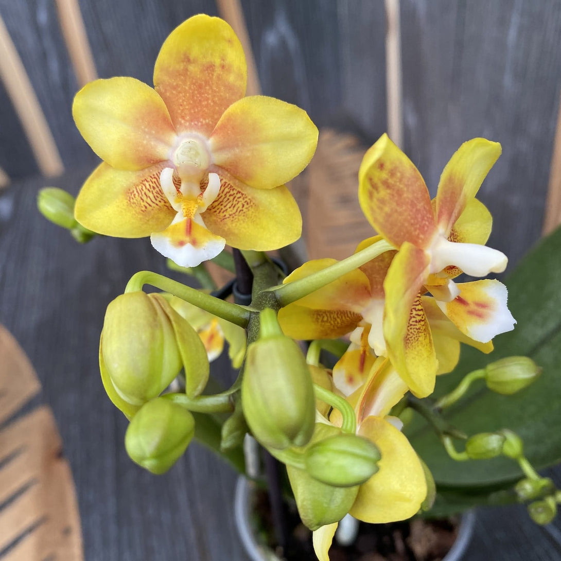 Phalaenopsis 'Yellow Chocolate'