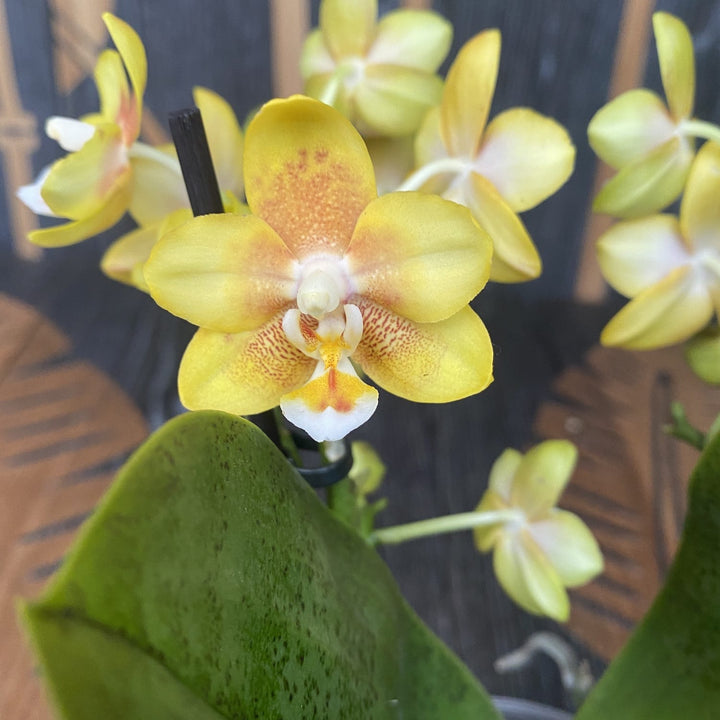 Phalaenopsis 'Yellow Chocolate'