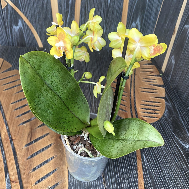 Phalaenopsis 'Yellow Chocolate'