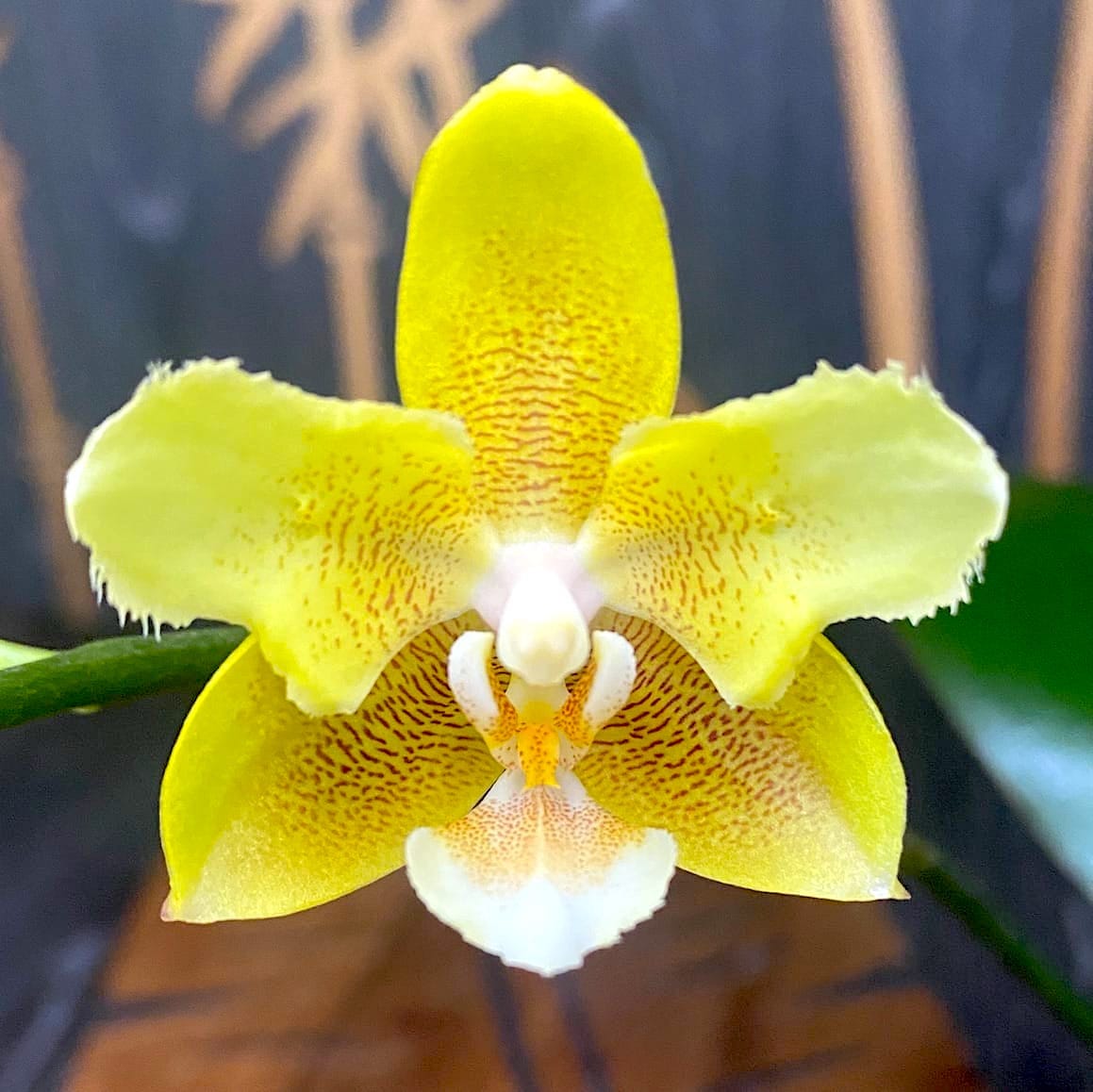 Phalaenopsis KS Balm 'Yellow Chocolate' (peloric - butterfly)