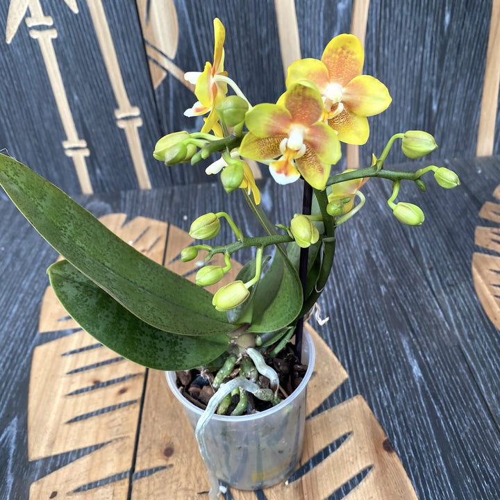 Phalaenopsis 'Yellow Chocolate'