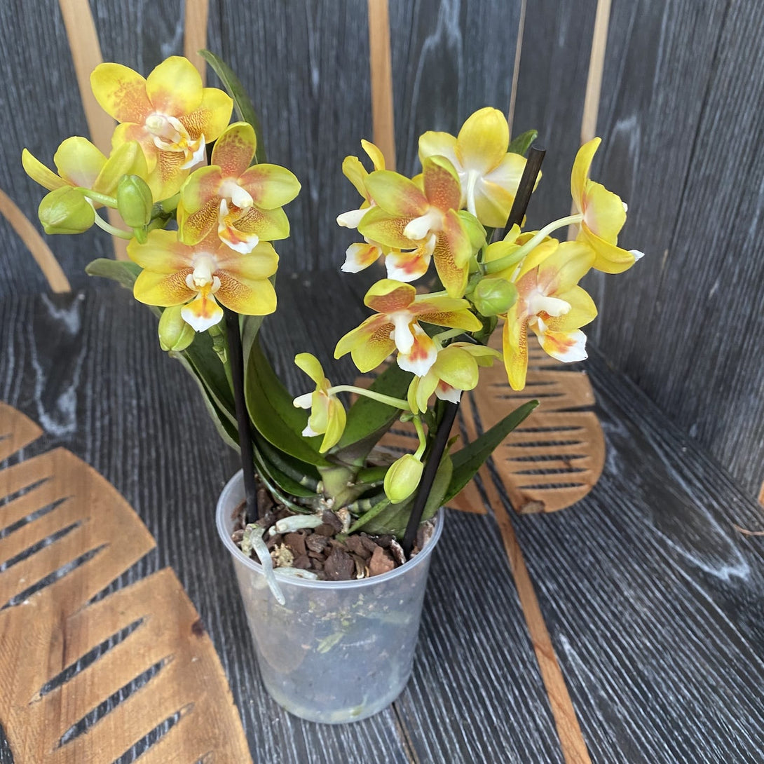 Phalaenopsis 'Yellow Chocolate'