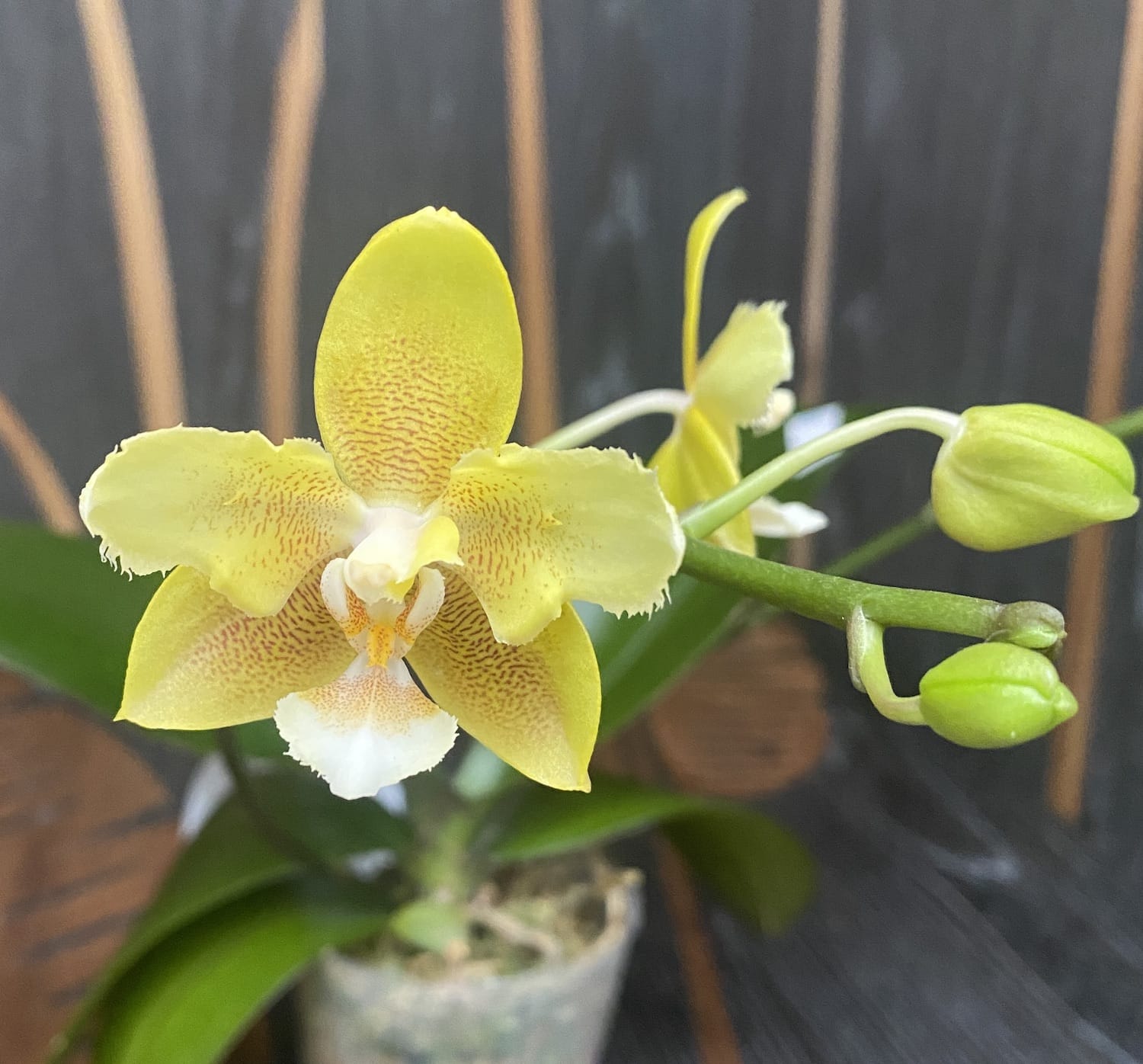 Phalaenopsis KS Balm 'Yellow Chocolate' (peloric - butterfly