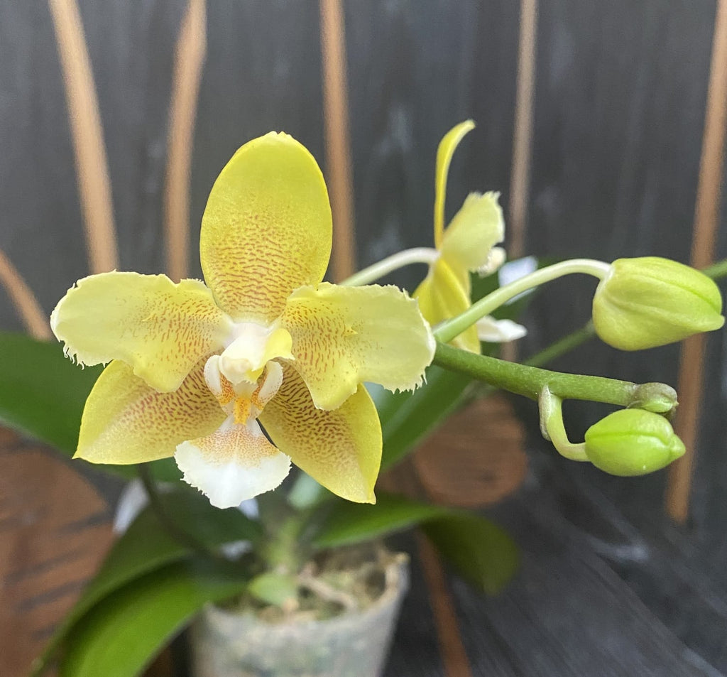 Phalaenopsis KS Balm 'Yellow Chocolate' (pelorisch - Schmetterling) duftend