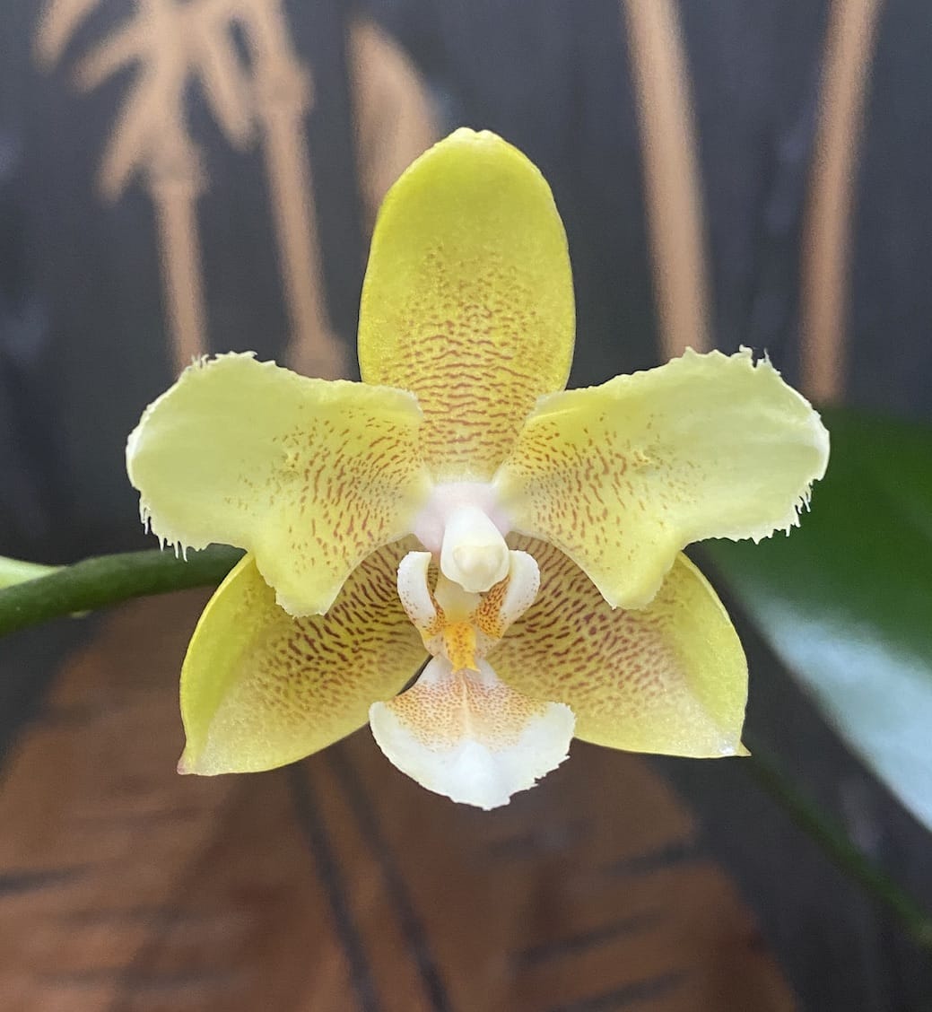 Phalaenopsis KS Balm 'Yellow Chocolate' (peloric - butterfly