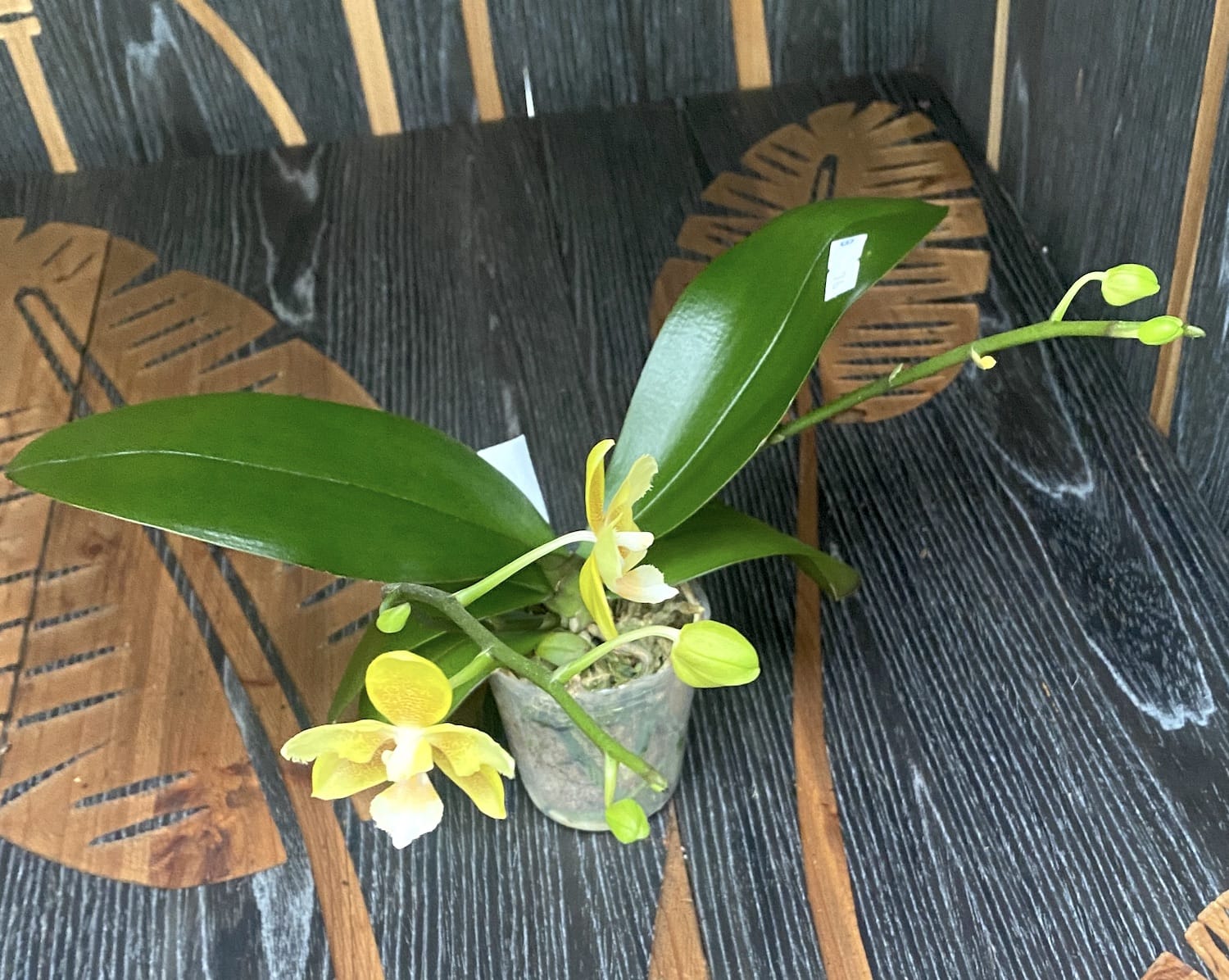 Phalaenopsis KS Balm 'Yellow Chocolate' (peloric - butterfly) pafumat