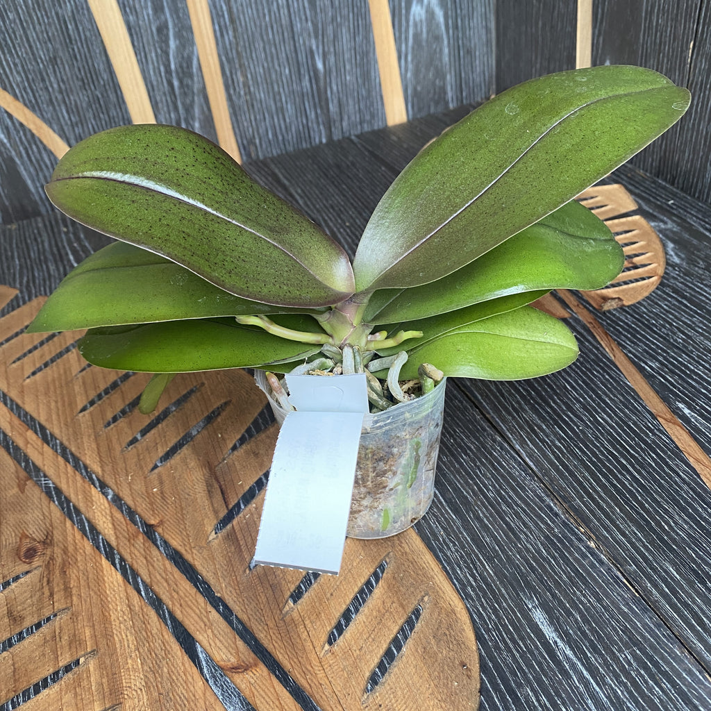 Phalaenopsis KS Balm 'Yellow Chocolate' (pelorisch - Schmetterling) duftend