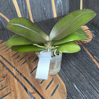 Phalaenopsis KS Balm 'Yellow Chocolate' (pelorikus - pillangó) illatosított