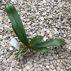 Phalaenopsis KS Big Stone 'KS1221-1'