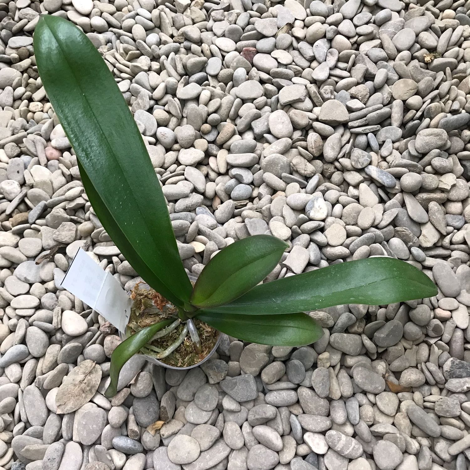 Phalaenopsis KS Big Stone 'KS1221-1'