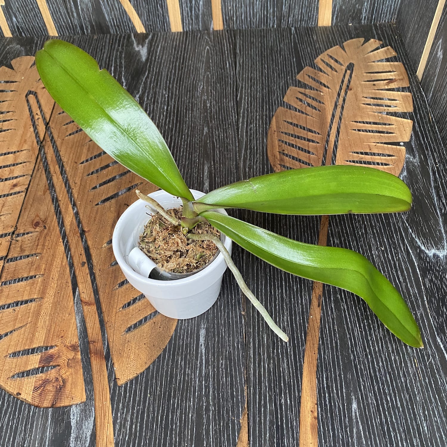 Phalaenopsis KS Big Stone 'KS1221-1'