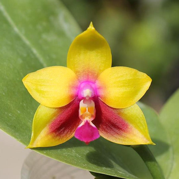 Phalaenopsis KS Happy Eagle