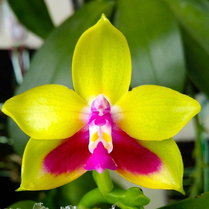 Phalaenopsis KS Happy Eagle