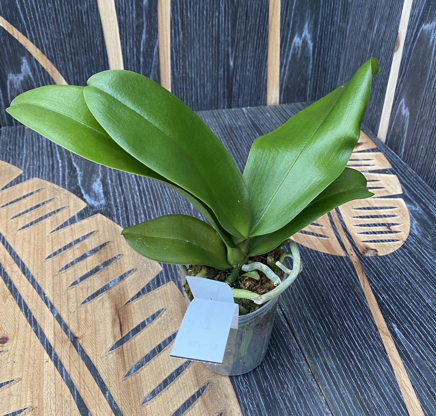 Phalaenopsis KS Pride