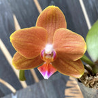 Phalaenopsis KS Pride