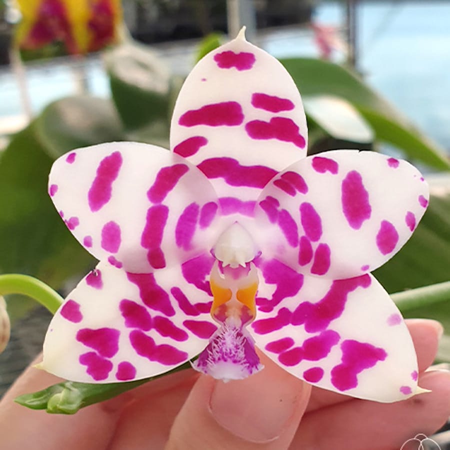 Phalaenopsis KS Super Zebra '183' *geurende bloemen
