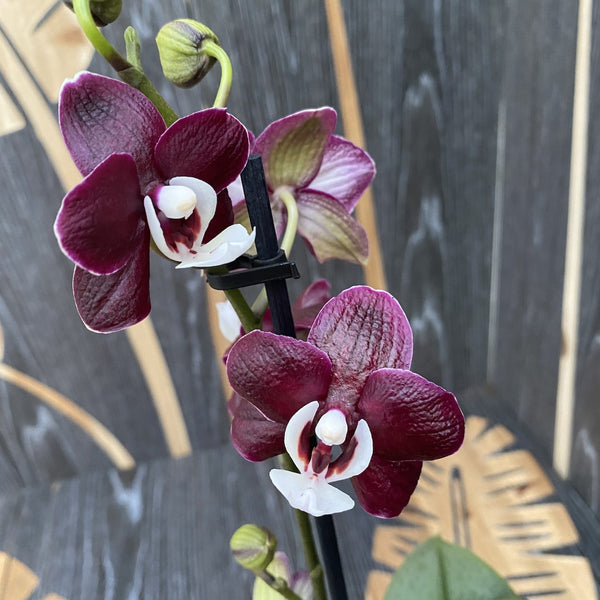Phalaenopsis Kaoda Twinkle 'Chocolate Drop' (Black Widow) - parfumata (Olanda)