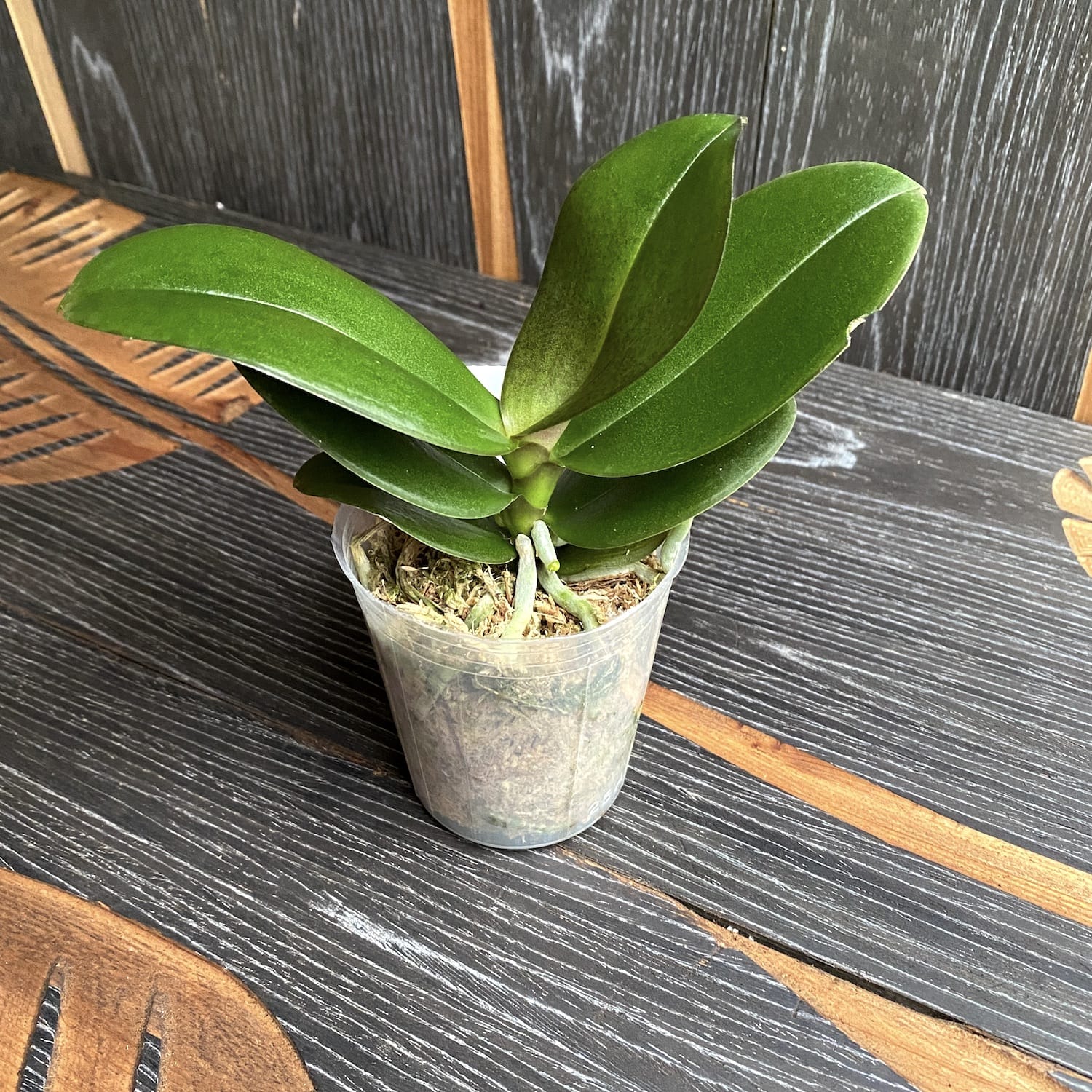 Phalaenopsis Kaoda Twinkle 'Chocolate Drop' * fragrant