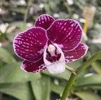 Phalaenopsis Kaoda Twinkle × Pulcherrima