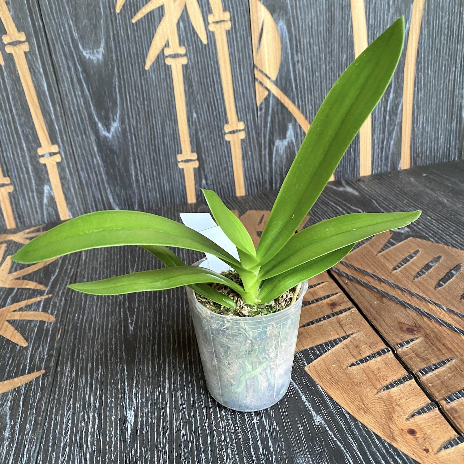 Phalaenopsis Kenneth Schubert '78' - pelorika, dišeča