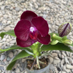 Phalaenopsis King's Ruby '3298'