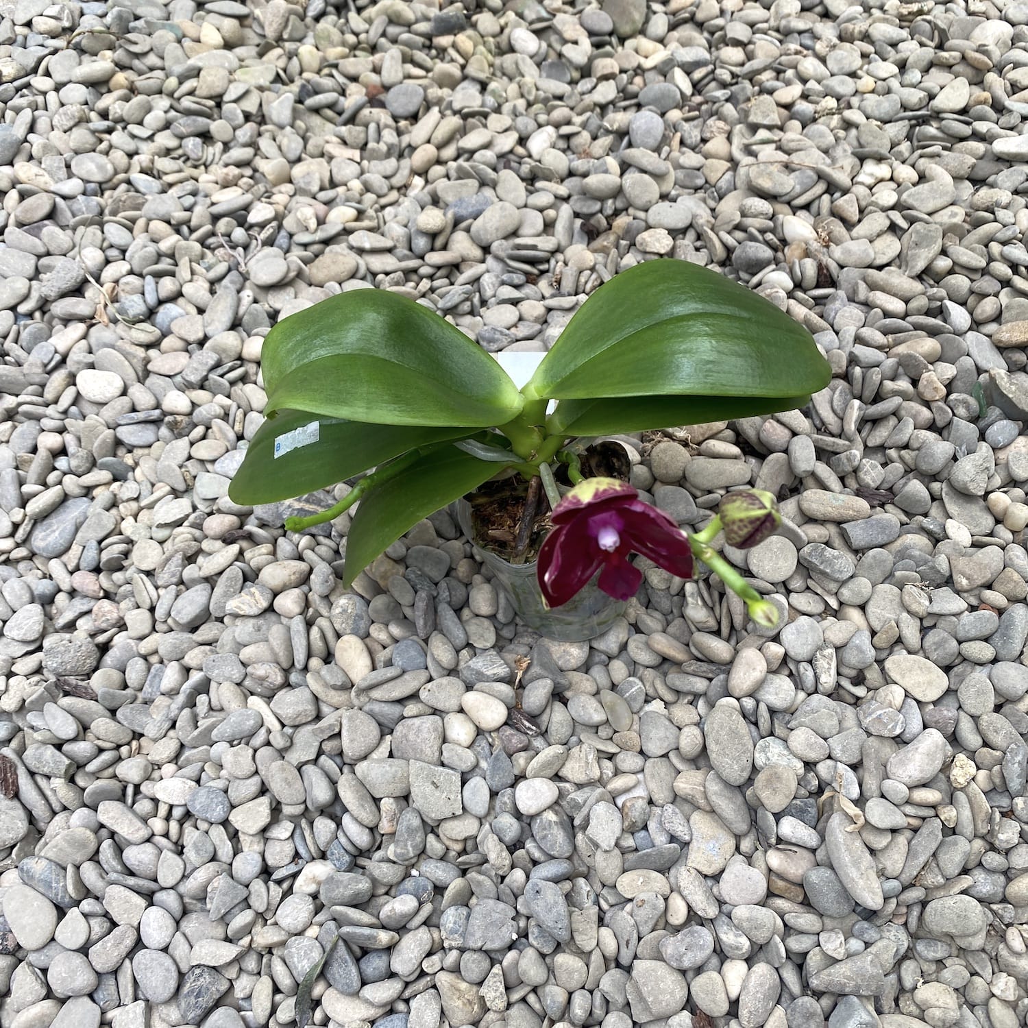 Phalaenopsis King's Ruby '3298'