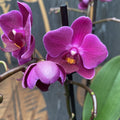 Phalaenopsis Kissy Lips