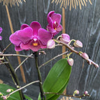 Phalaenopsis Kissy Lips