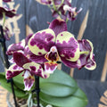 Phalaenopsis Katicabogár