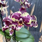 Phalaenopsis Katicabogár
