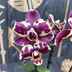 Phalaenopsis Katicabogár