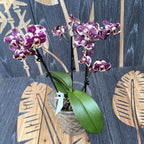Phalaenopsis Katicabogár