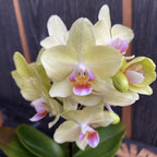 Phalaenopsis Lena