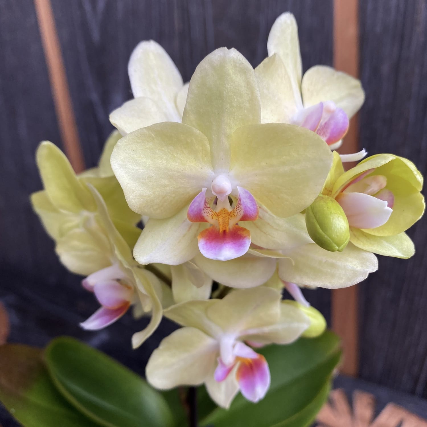Phalaenopsis Lena