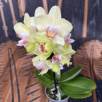 Phalaenopsis Lena