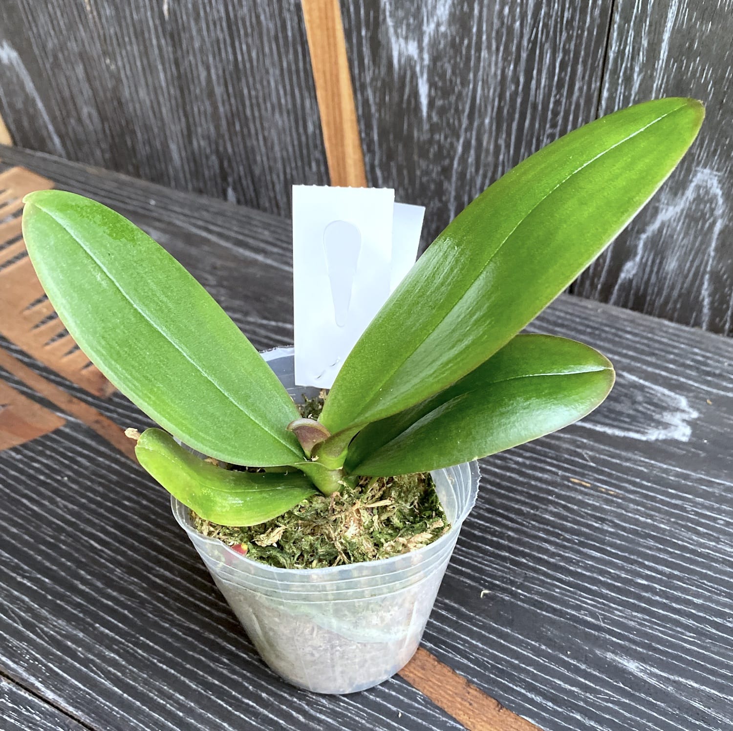 Phalaenopsis Lianher Happy Girl (pelorisch)