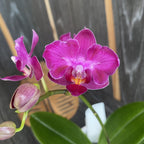 Phalaenopsis Lianher Happy Star '566' (pelorisch - Schmetterling) duftend