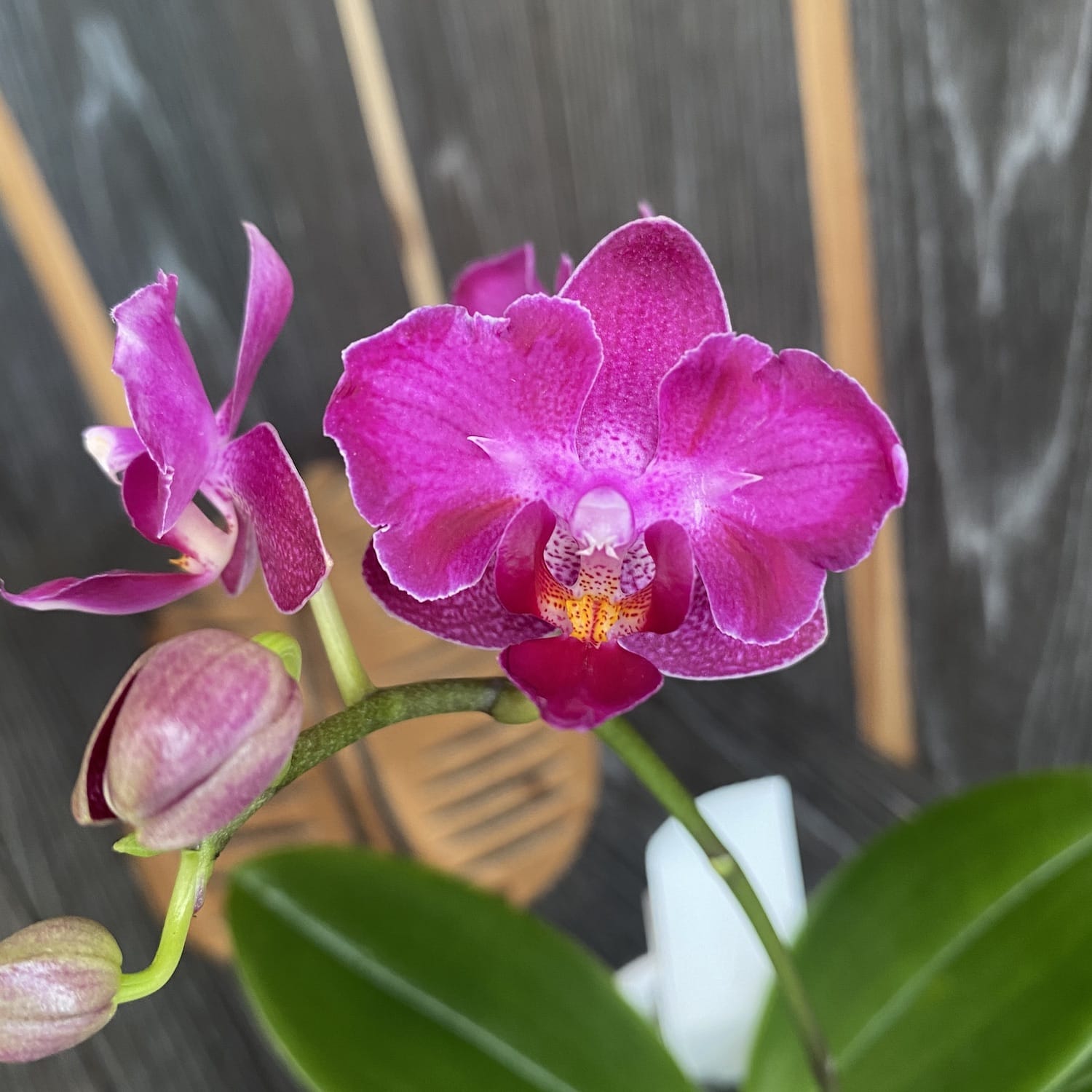 Phalaenopsis Lianher Happy Star '566' (pélorique - papillon) parfumé