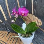 Phalaenopsis Lianher Happy Star '566' (pelorisch - Schmetterling) duftend