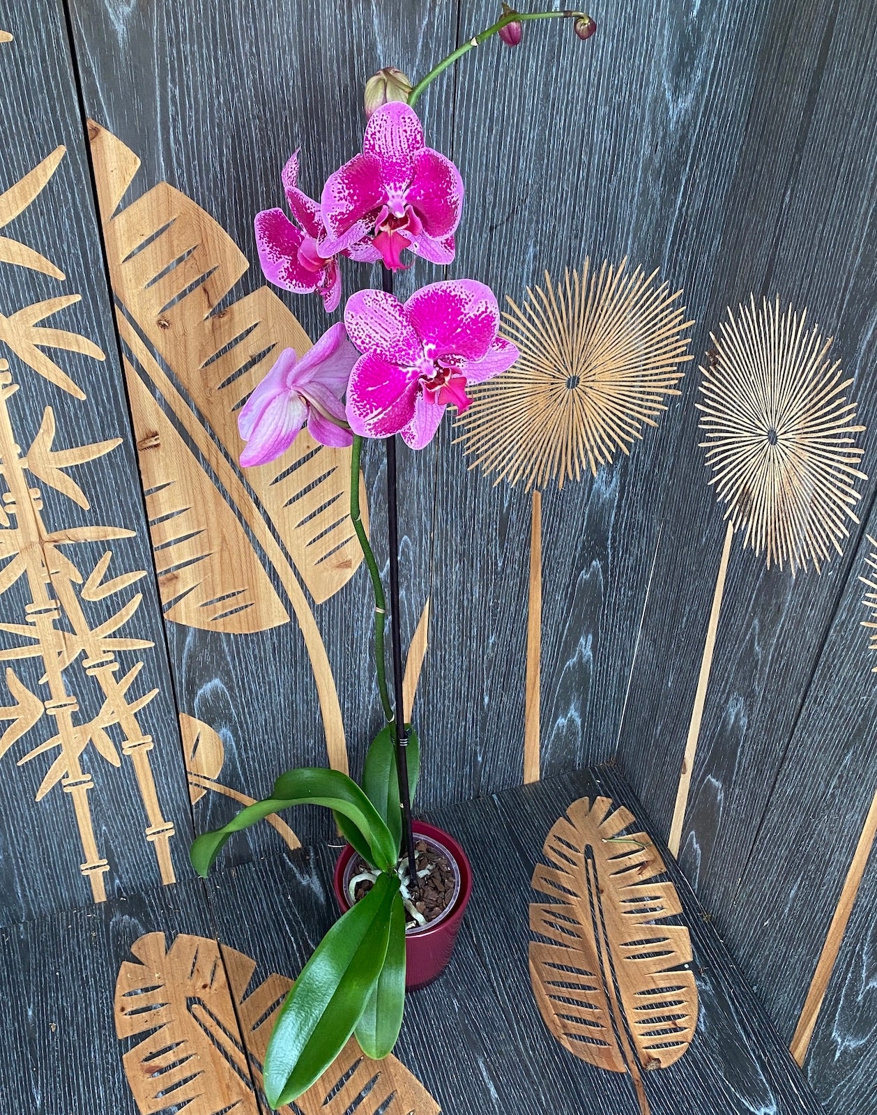 Phalaenopsis Limited 66 (große Blüten - 12 cm)